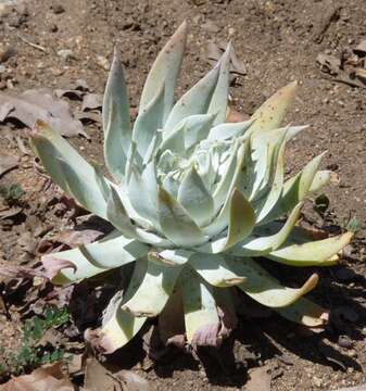 Image of chalk dudleya