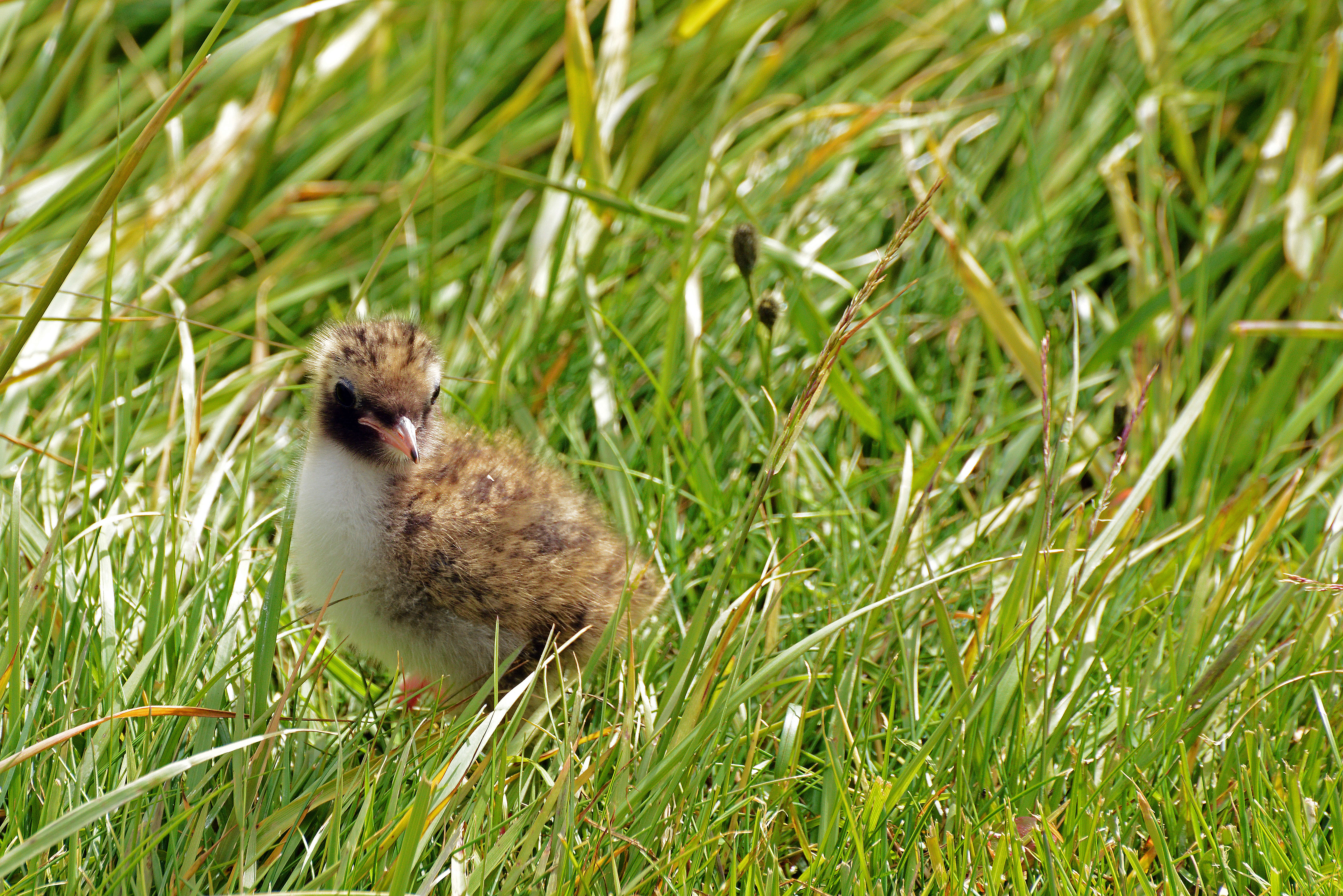 Image of Arctic Tern