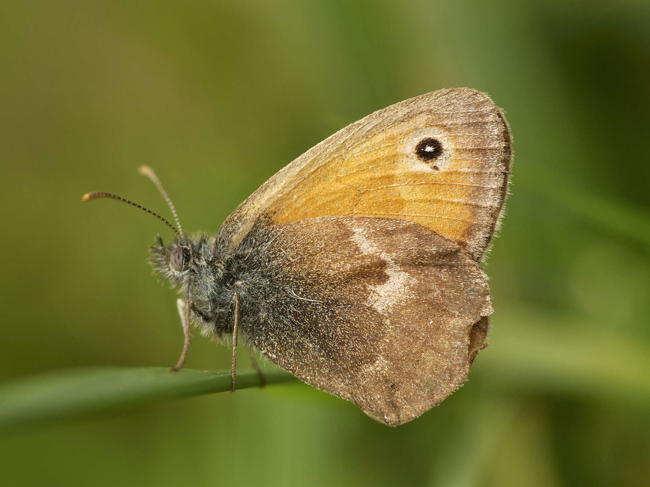 Image of Ringlets