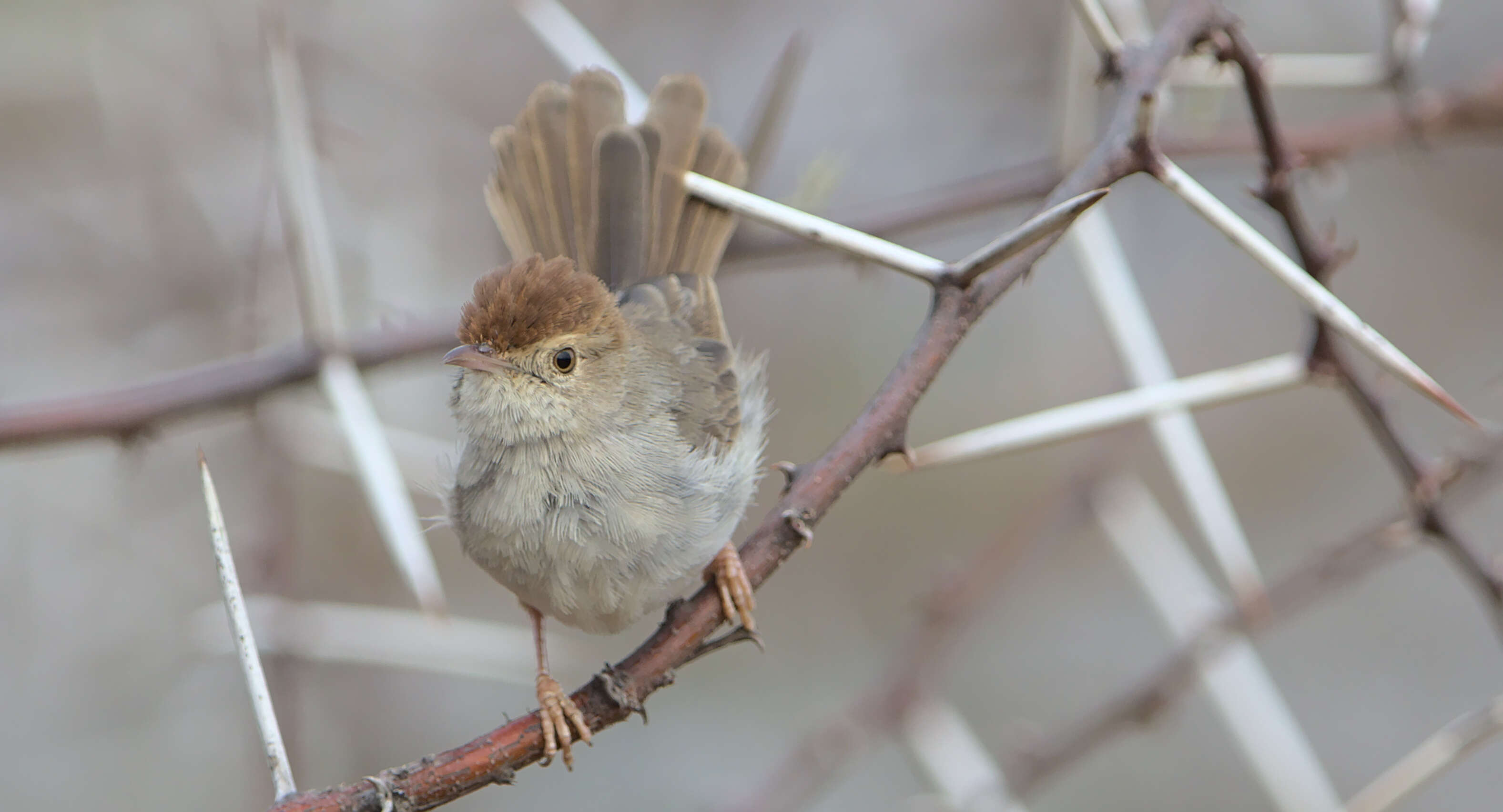 Imagem de Cisticola fulvicapilla (Vieillot 1817)