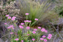 Image of Pimelea rosea R. Br.