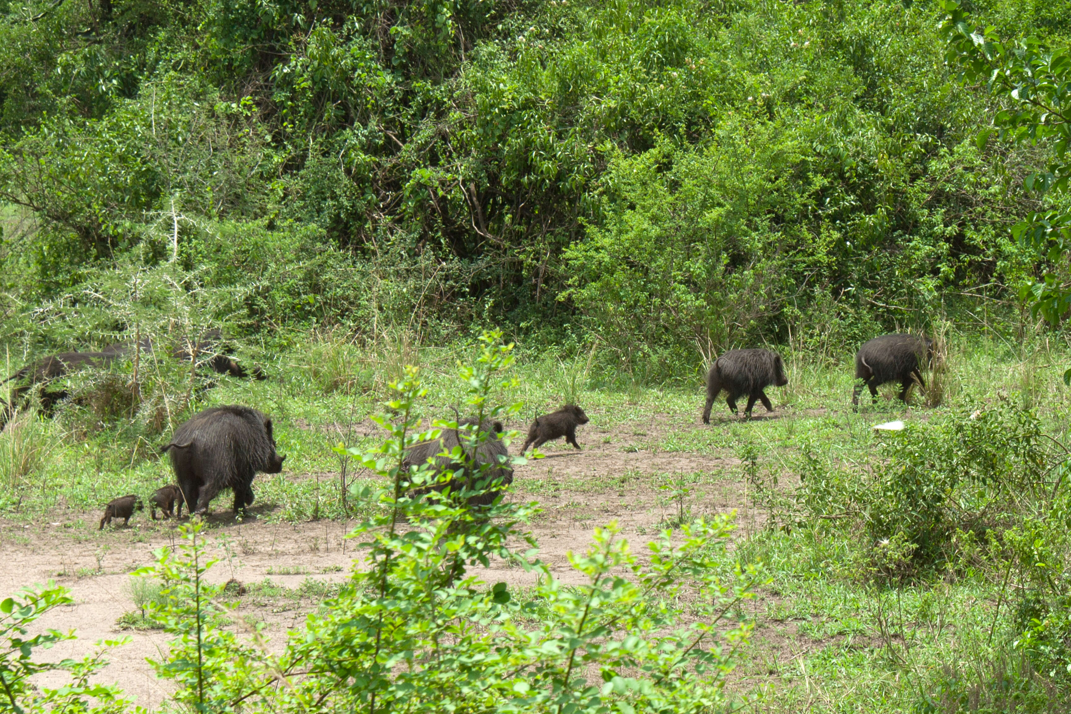 Image of Giant Forest Hogs