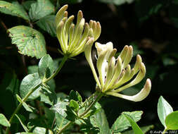 Image of honeysuckle