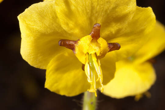 Image of Epimedium pinnatum DC.