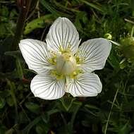 Слика од Parnassia palustris L.