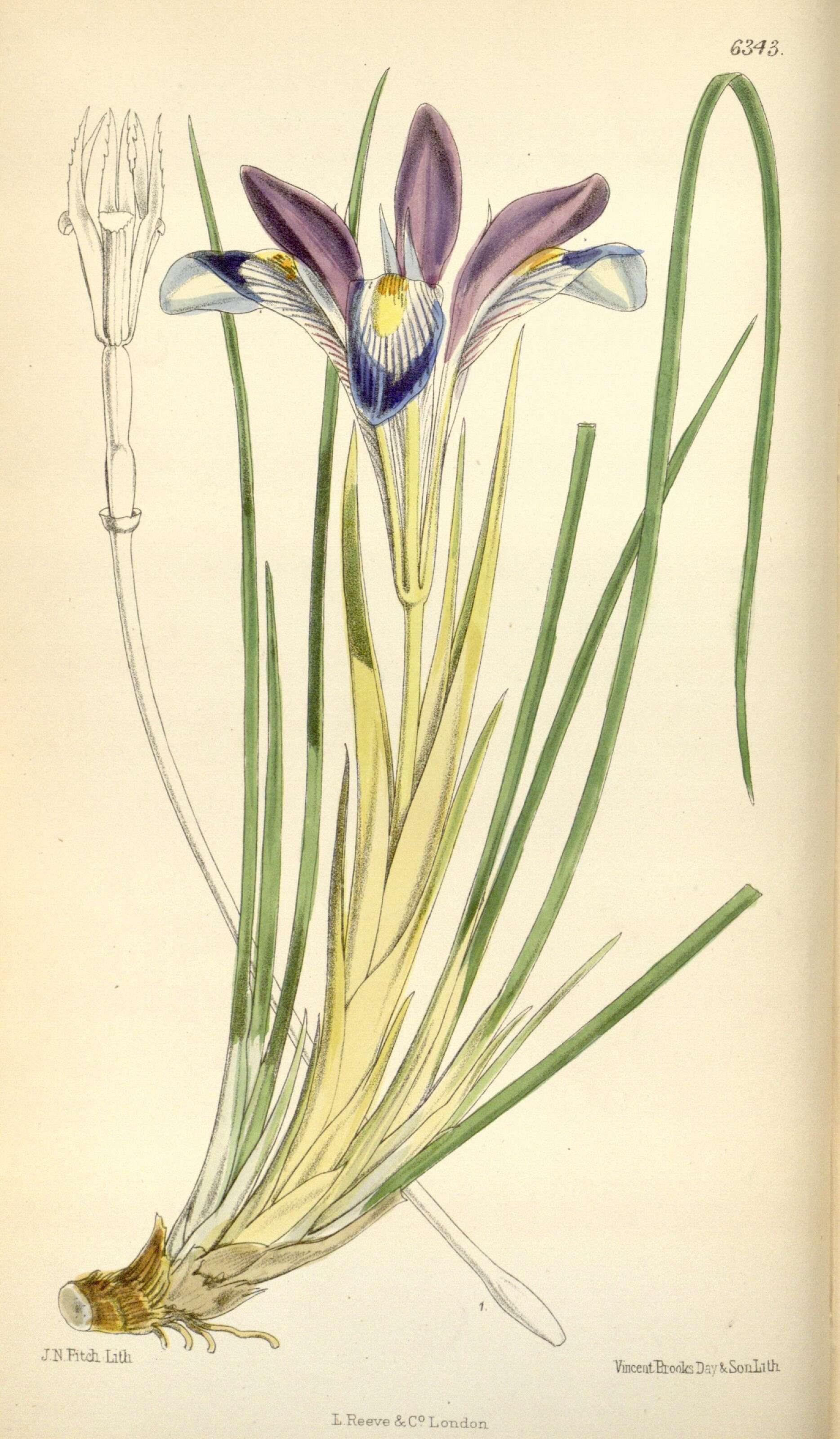 Image of Stylosa Iris