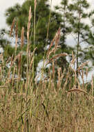 Saccharum giganteum (Walter) Pers. resmi