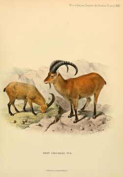 Image of goats