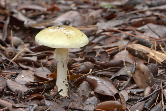 Image of Amanita