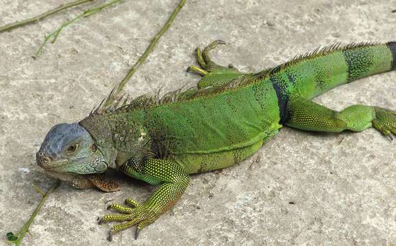 Image of Green Iguana