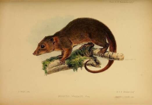 Image of Myoictis Gray 1858