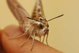 Image of striped hawk-moth