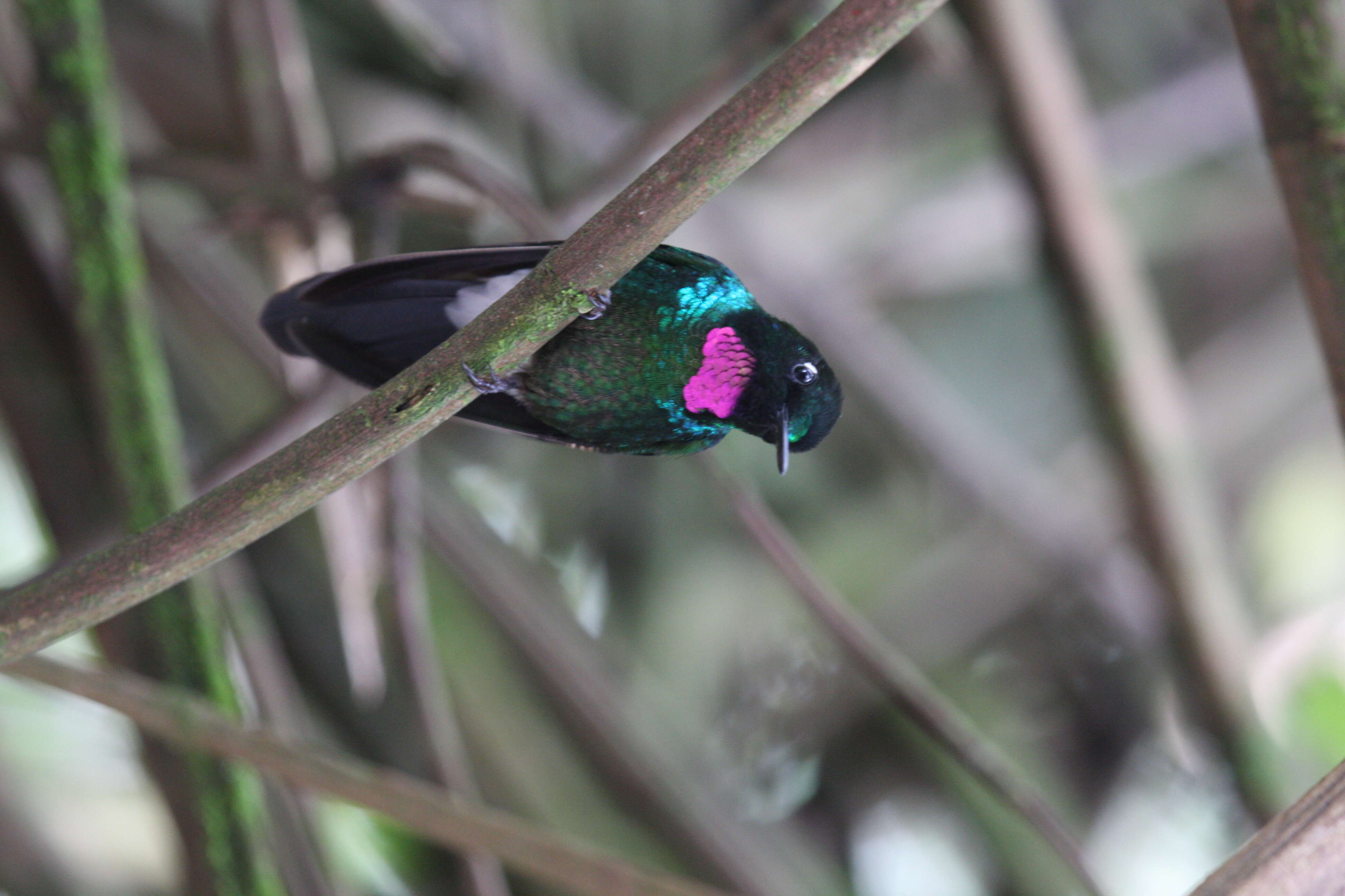 Image of Tourmaline Sunangel