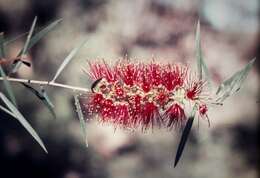 Image of Melaleuca chisholmii (Cheel) Craven