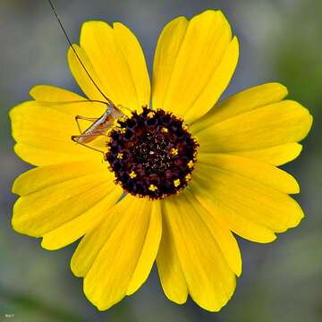 Image of Leavenworth's tickseed