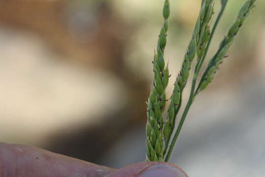 Image of Bearded Cup Grass