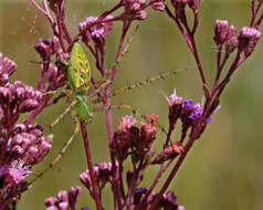 Image of Peucetia