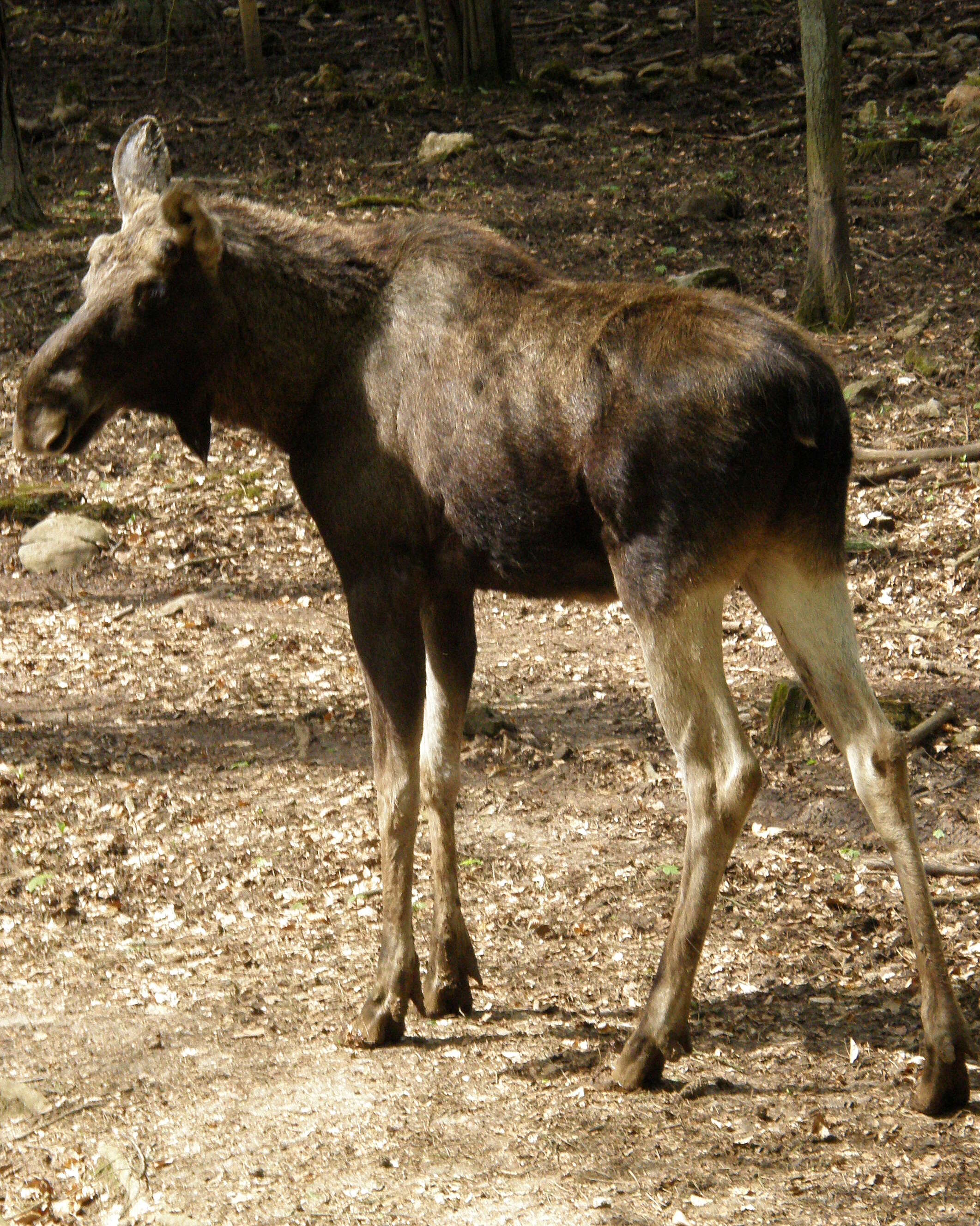 Image of Alces Gray 1821