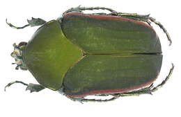 Image of figeater beetle