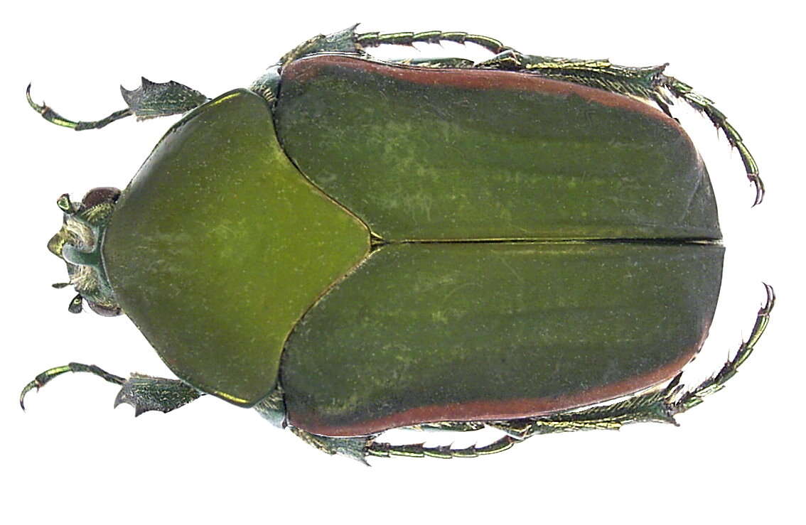 Image of figeater beetle