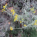 Image of Senecio patagonicus Hook. & Arn.