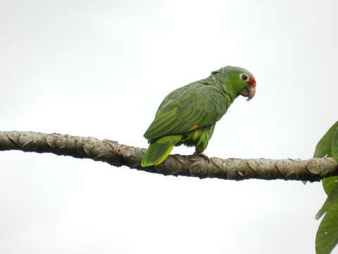 Image of Amazon parrots