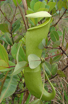 Image of Common Swamp Pitcher Plant