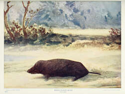 Слика од Scalopus É. Geoffroy Saint-Hilaire 1803