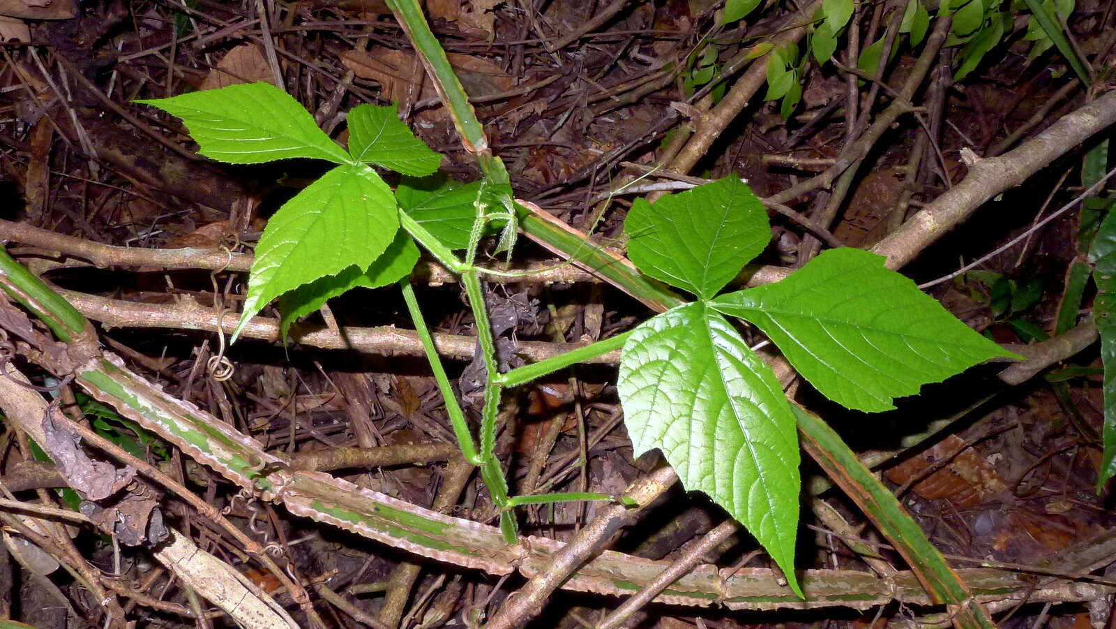 Image of Cissus trigona Willd. ex Roem. & Schult.