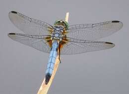 Image of Blue Dasher