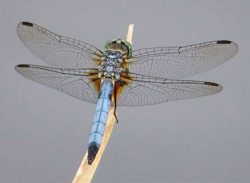 Image of Blue Dasher