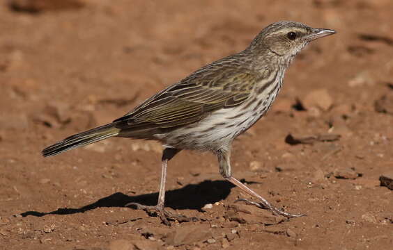 Image of Striped Pipit