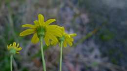 Image of Madagascar ragwort