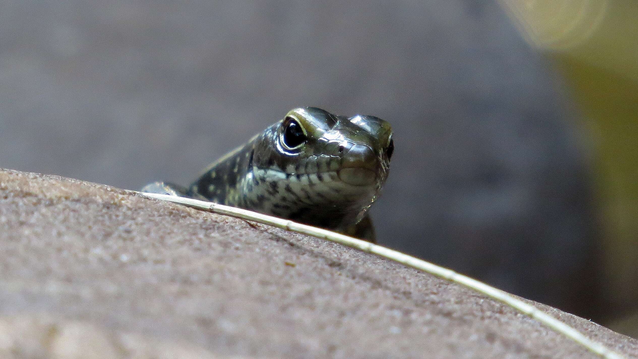 Image of Eastern Water Skink