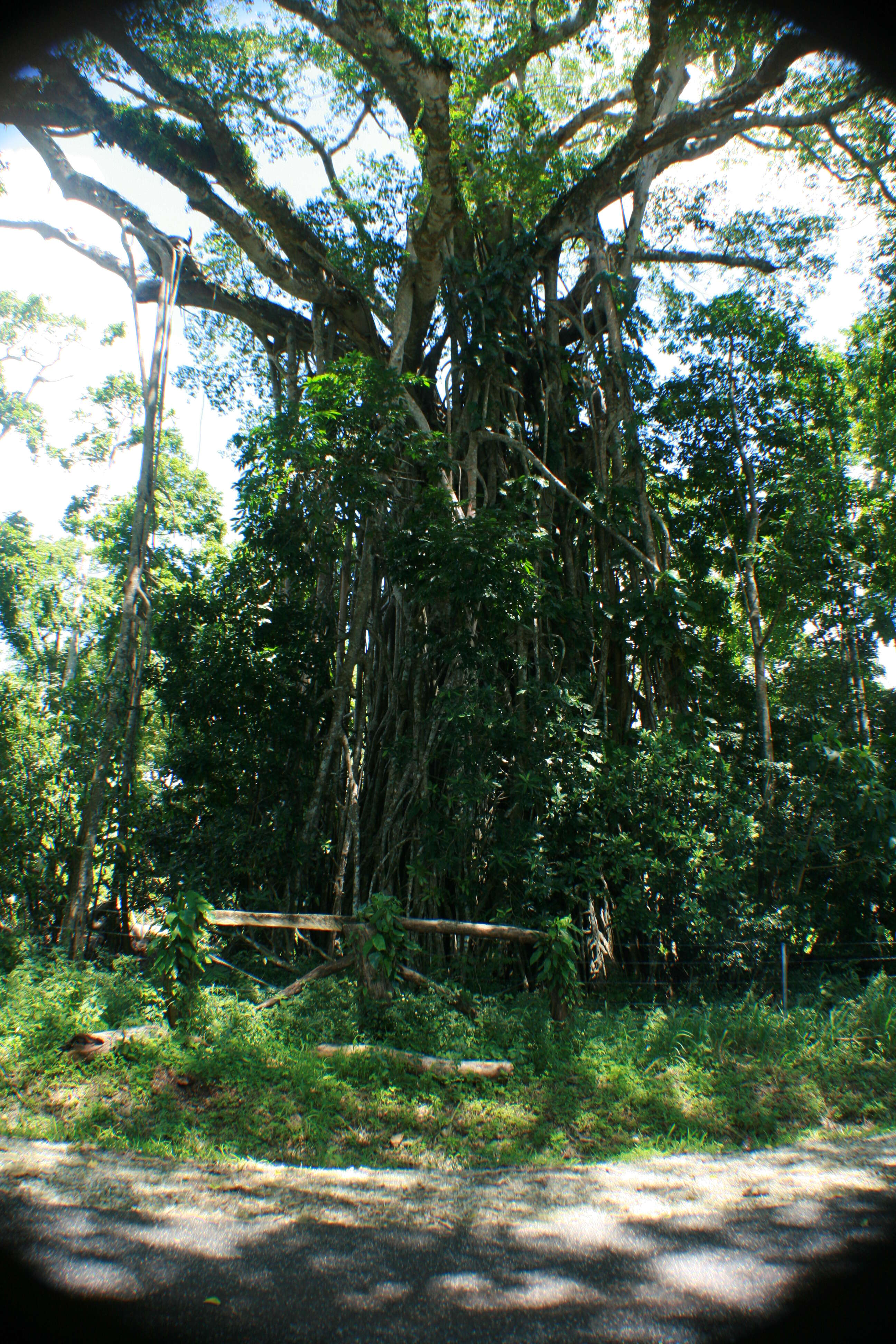 Image of Ficus obliqua G. Forster