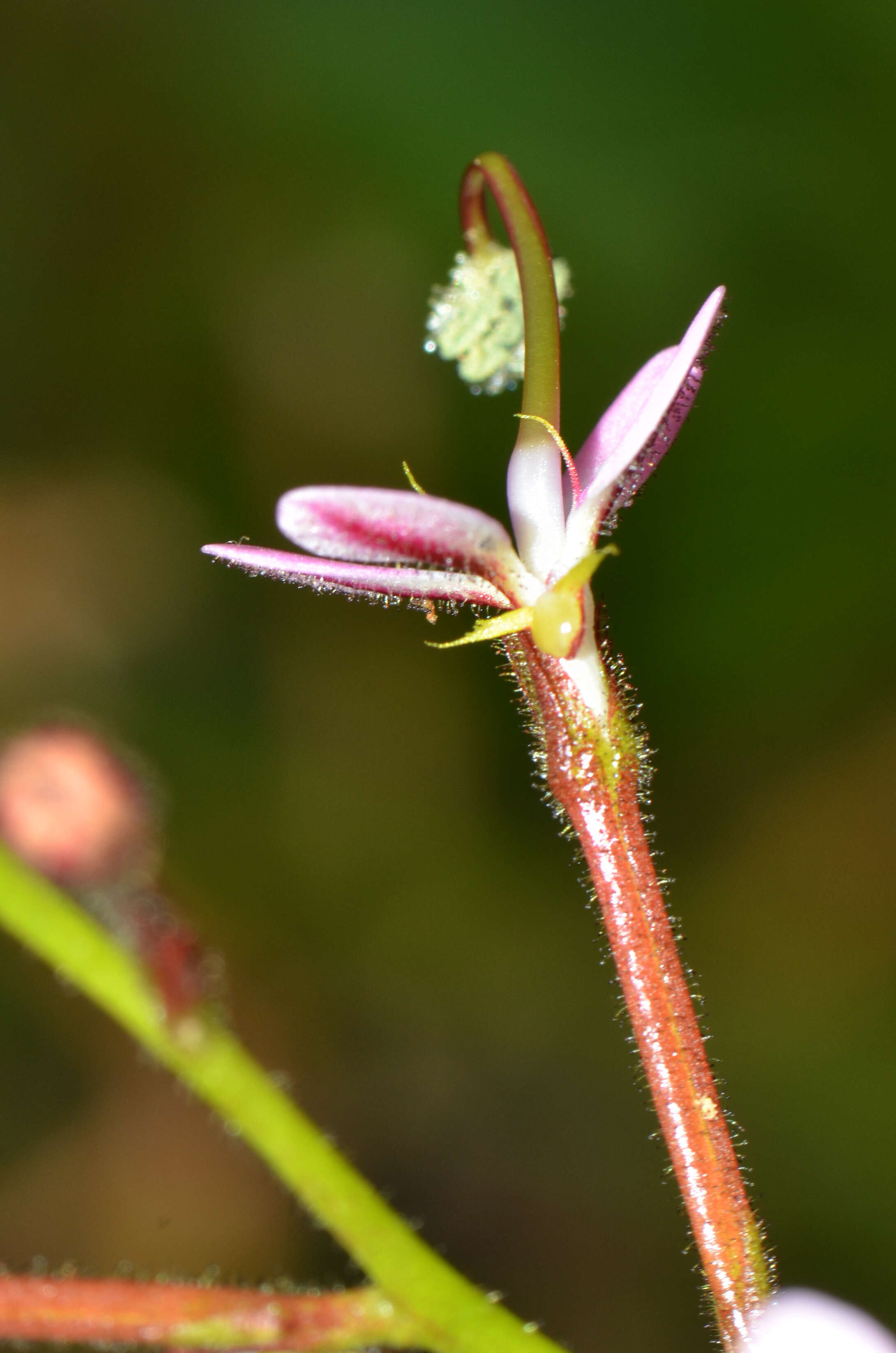 Sivun Stylidium crassifolium R. Br. kuva