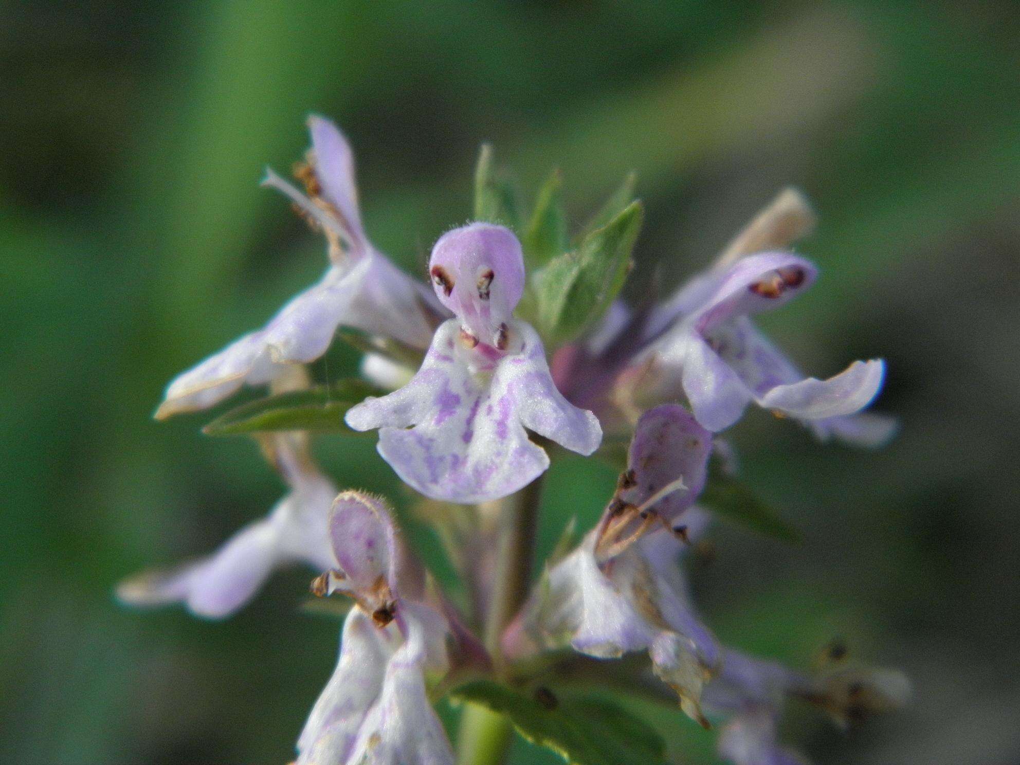 Слика од Stachys floridana Shuttlew. ex Benth.