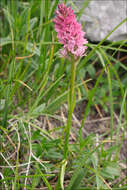 Image of Rein Orchids