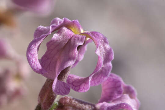 Image of Matthiola fruticulosa subsp. valesiaca (J. Gay ex Gaudin) P. W. Ball