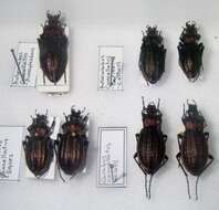 Image of true ground beetle genus