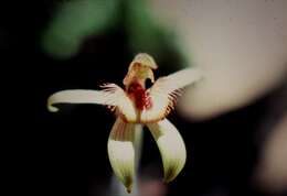 Image of Dancing spider orchid