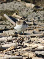 Image of ringed plover, common ringed plover