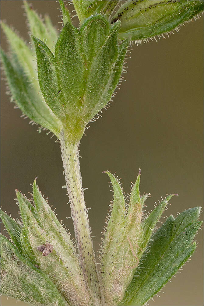 Image of Euphrasia officinalis L.