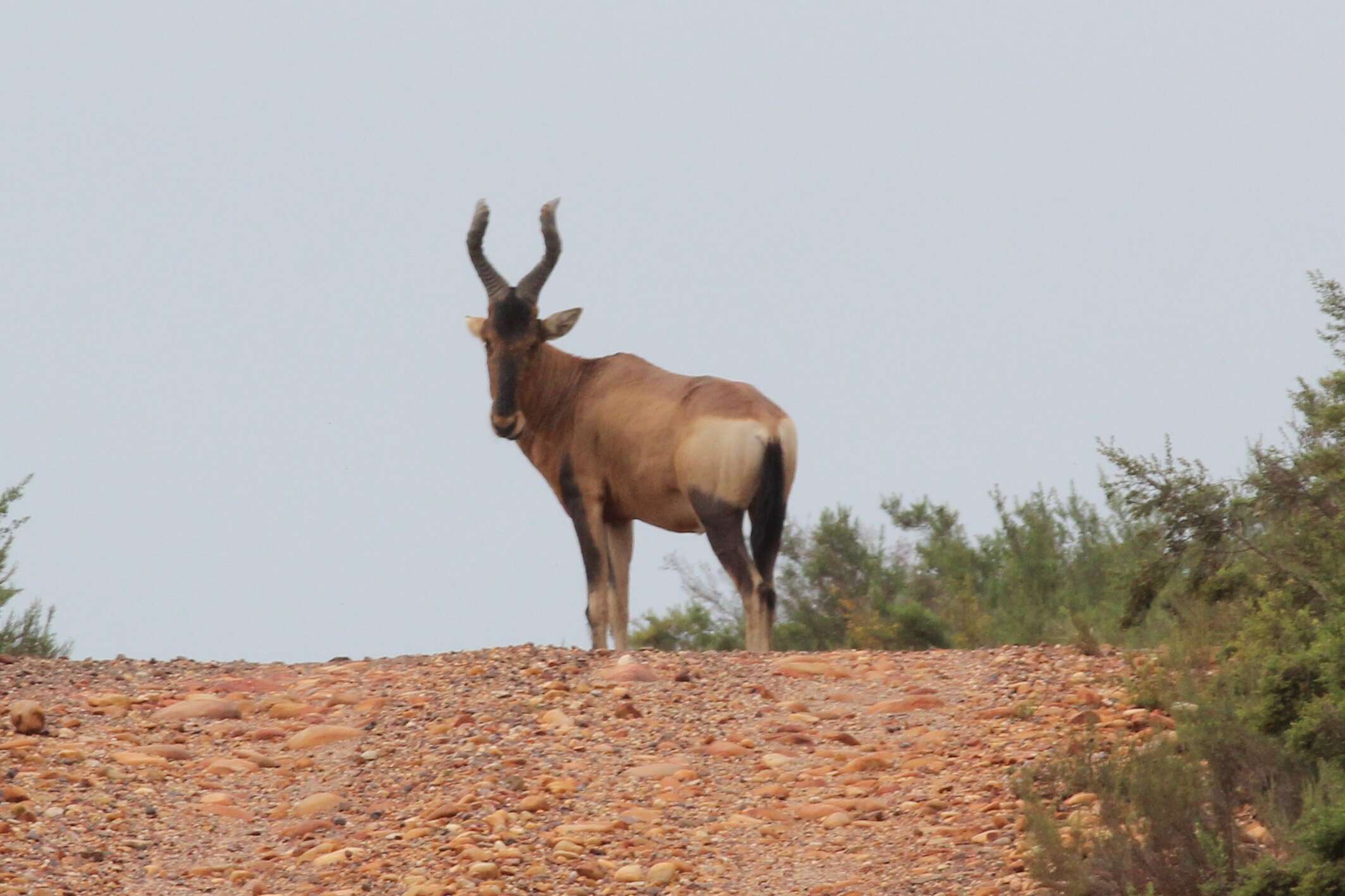 Image of Alcelaphus caama (É. Geoffroy Saint-Hilaire 1803)