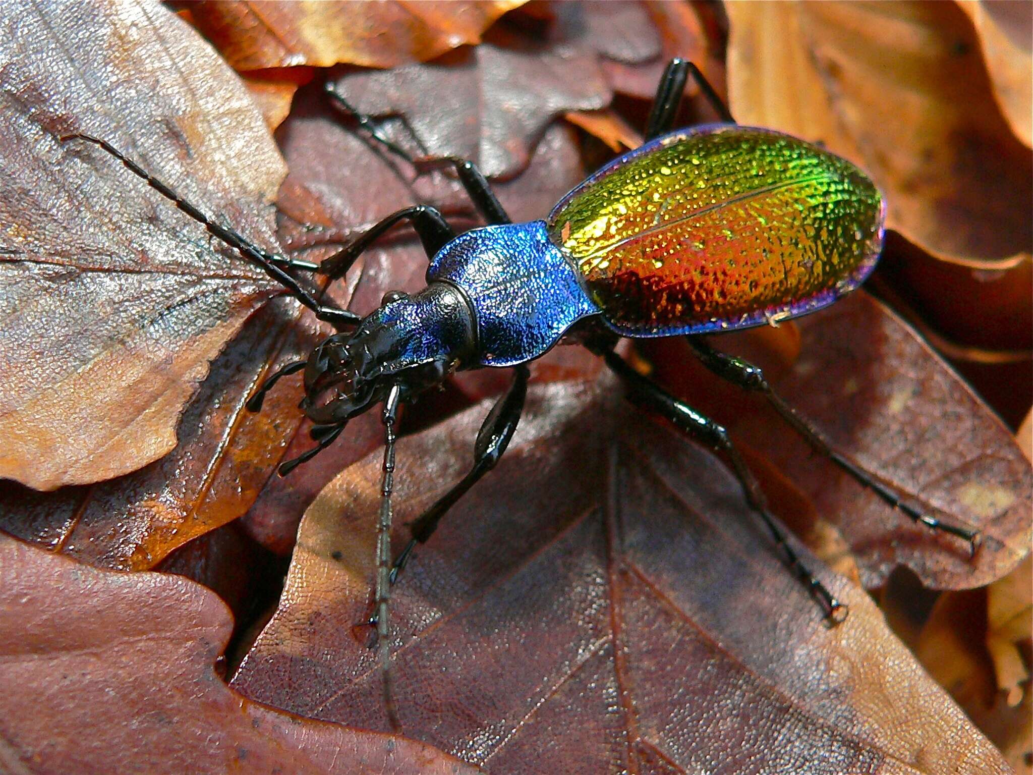 Image of Carabus (Chrysocarabus) hispanus Fabricius 1787