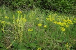 Слика од Euphorbia cyparissias L.