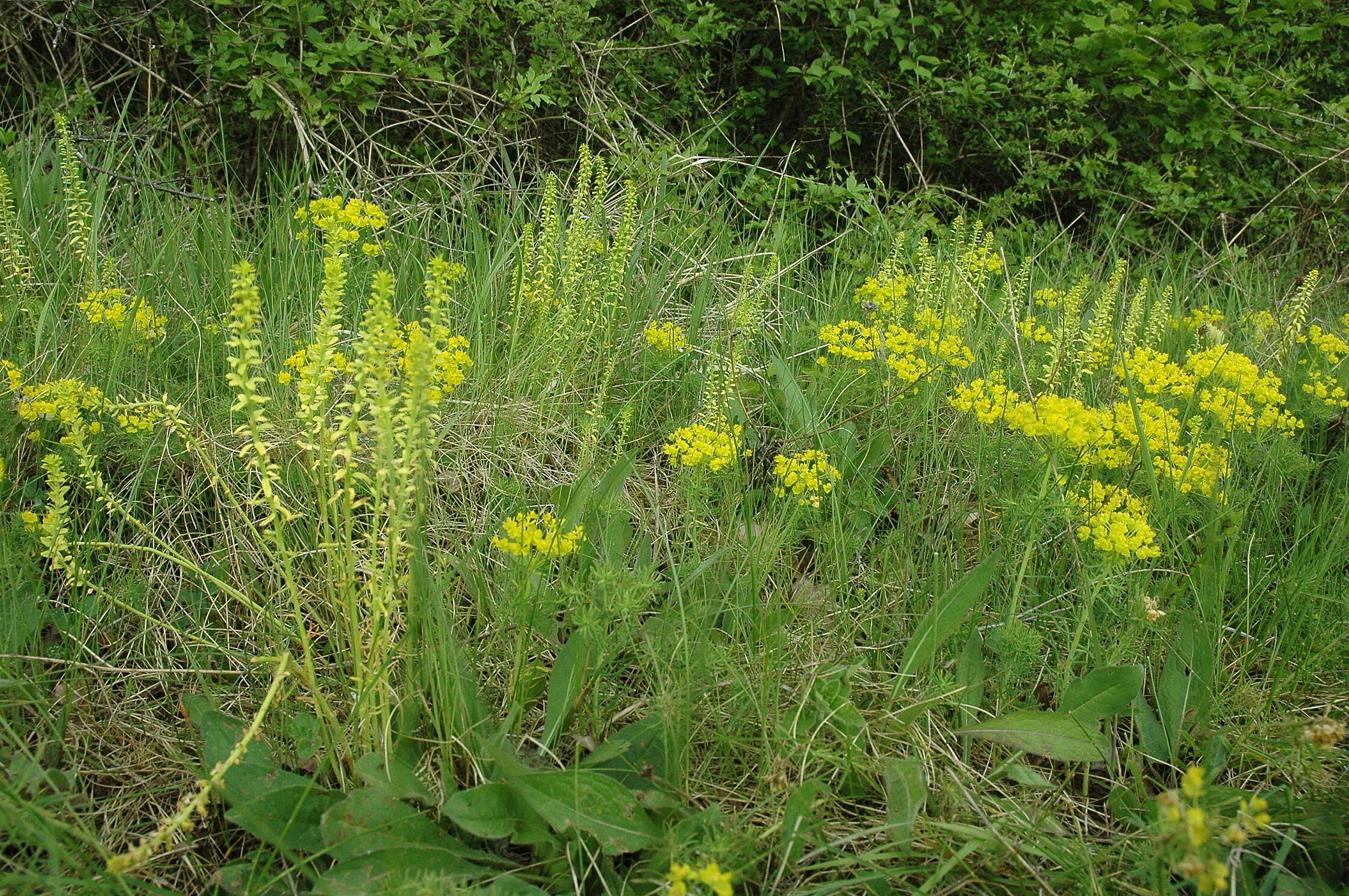 Image of Cypress Spurge