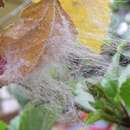 Image of Giant whitefly