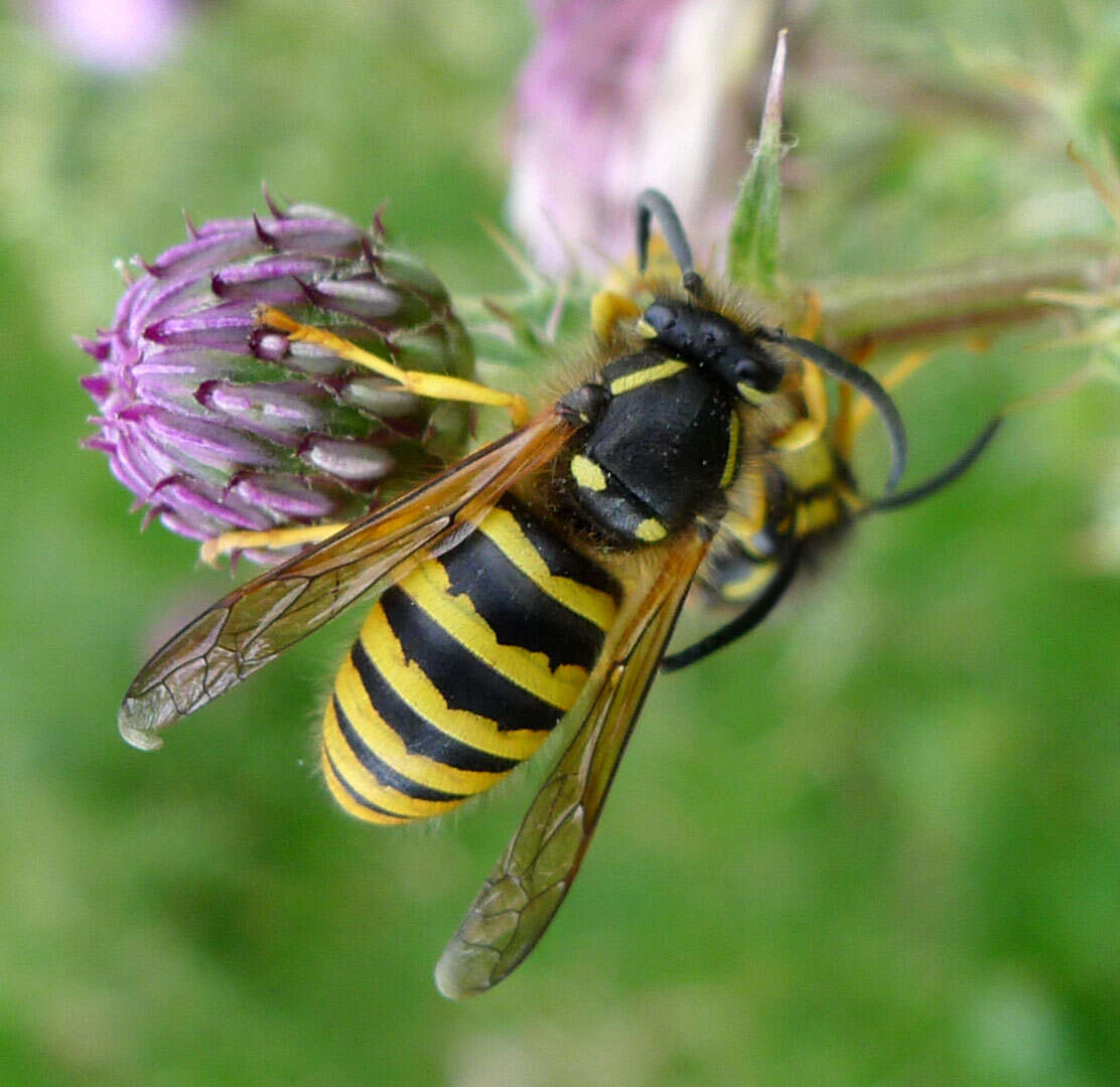 Image of Dolichovespula sylvestris (Scopoli 1763)