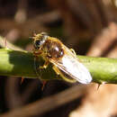 Image of Cheilosia albipila